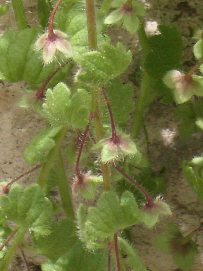 Veronica cymbalaria